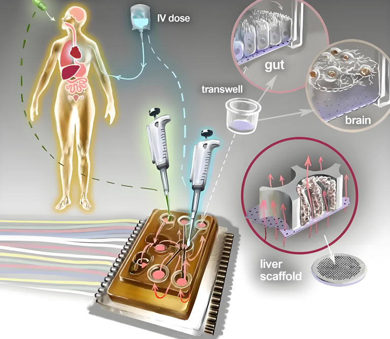 从芯片到器官,这项创新技术正改变生物医学的未来