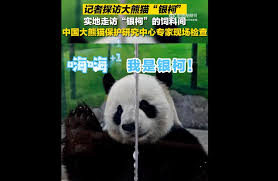 大熊猫银柯现状如何