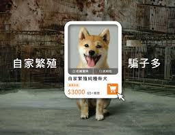 哪里找便宜的宠物交易网