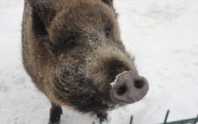 俄罗斯猪为何被称为ZooM动物