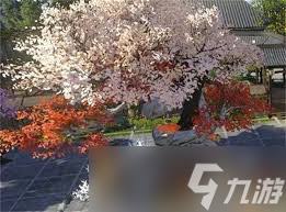 逆水寒手游卡西楼月明如何获取