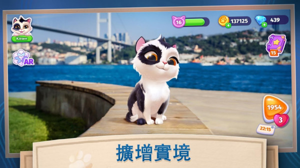 我的可爱猫咪1