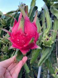 蜜宝和火龙果有何不同