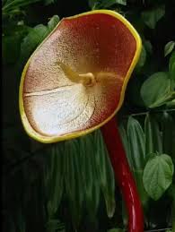 真菌属于哪一类