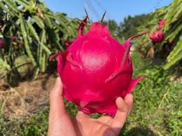 火龙果和蜜宝功效一样吗