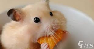 以废土行动假死脱身技巧全解析