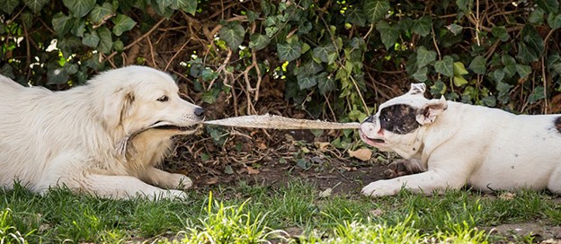 手机上养宠物的软件